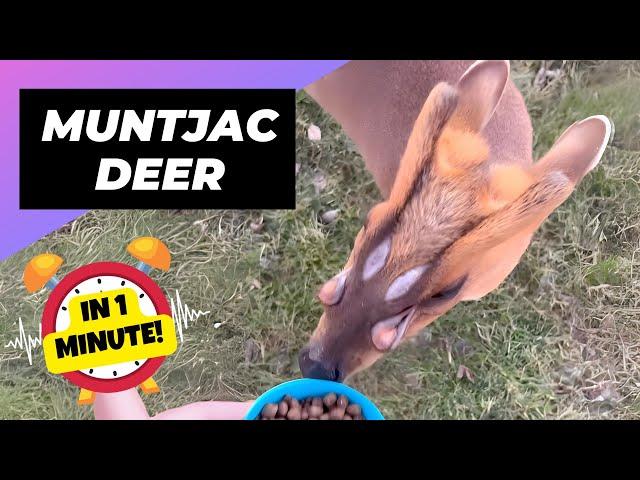 Muntjac Deer  Cute or Creepy? | 1 Minute Animals