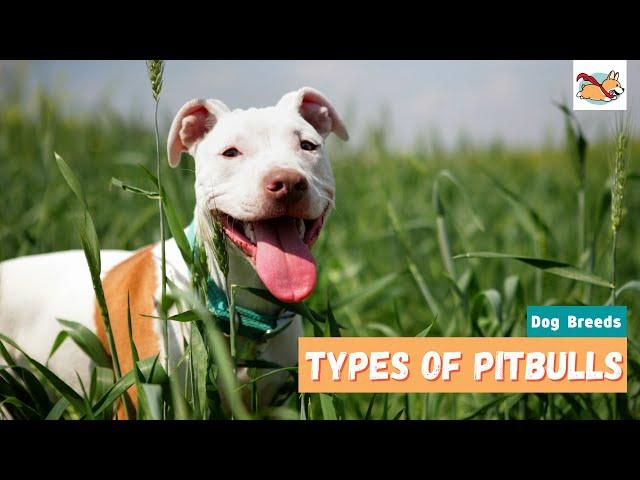 Types of Pitbulls: A Complete Guide To All the Pitbull Dog Breeds!