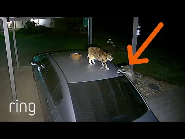 Intense Showdown Between Cat & Raccoon | RingTV