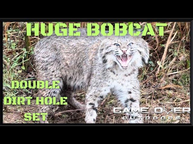 Checking The Trap Line | Huge Male Bobcat Catch | Double Dirt Hole Set | Predator Control