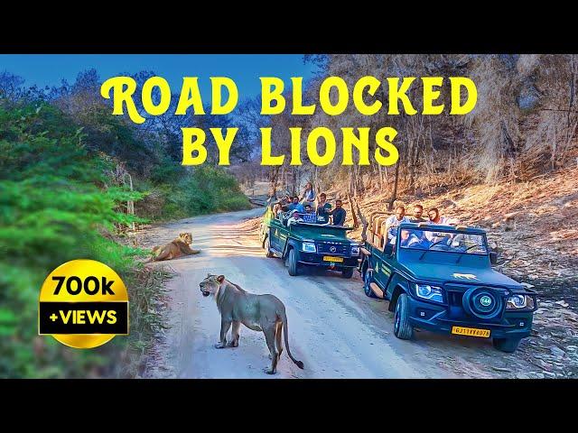 Lions Blocked Safari in Gir National Park, Gujarat - 4K UHD Hindi | हिन्दी