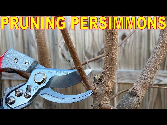 Complete Guide To PRUNING PERSIMMONS: Winter Pruning ASIAN PERSIMMON TREES