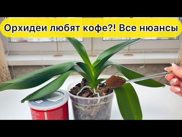 Кофе для роста и цветения орхидей