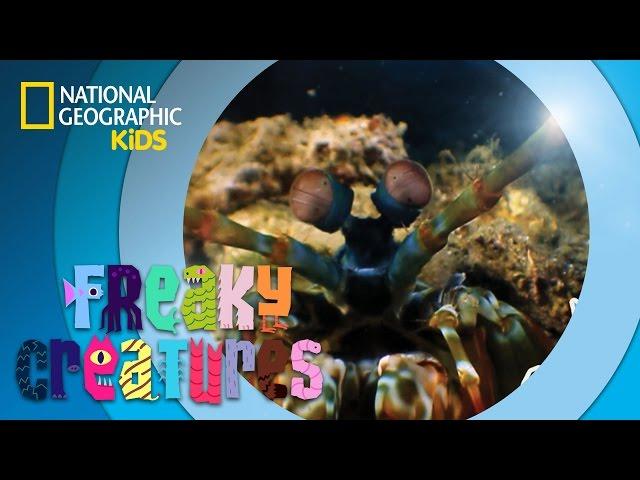 Shrimp Packs A Powerful Punch  | Freaky Creatures