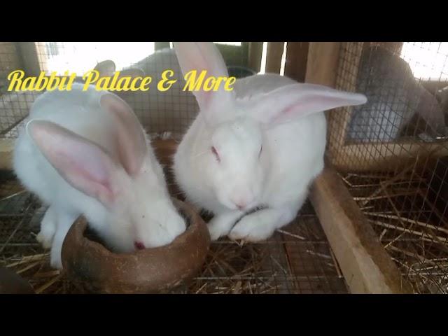 Best 3 Rabbit breeds for meat production ll if your target is meat production @rabbitpalaceandmore1