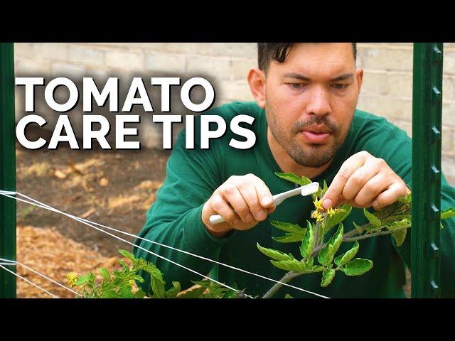 Tomato Care: How to Prune, Water, Support, and Fertilize for JUICY Tomatoes 