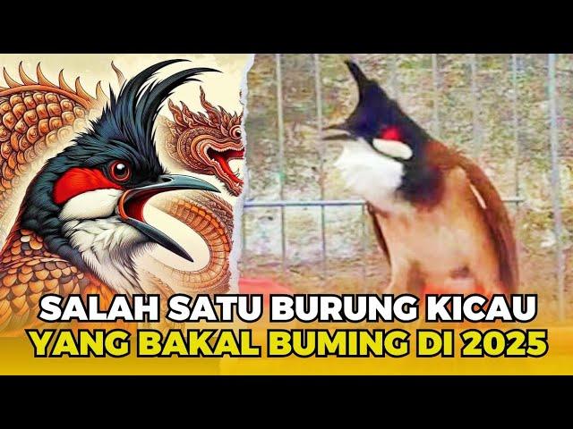 BURUNG KICAU PENDATANG BARU YANG BAKAL RAME DI TAHUN 2025