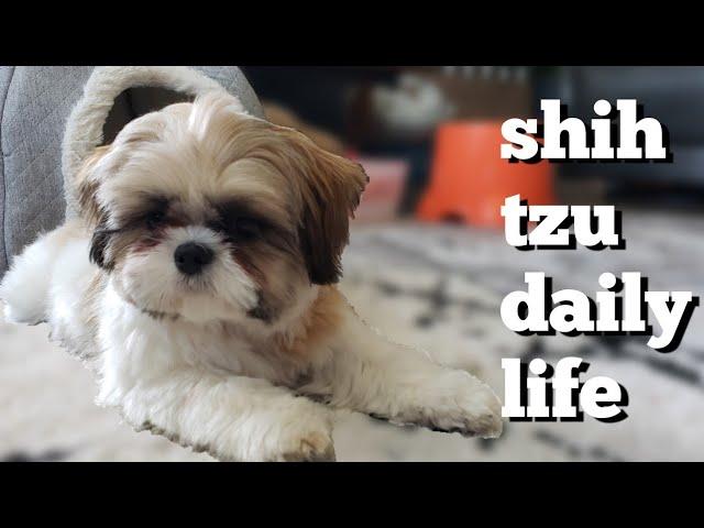 Cute Shih Tzu Puppy | Daily Life Routine Episode 3