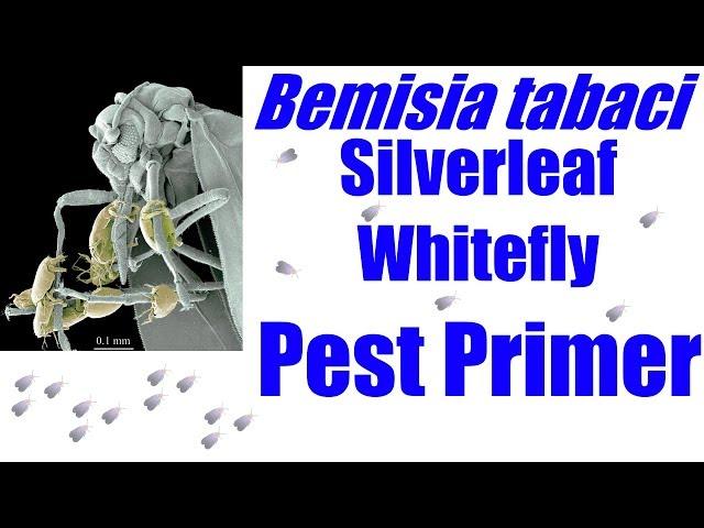 Bemisia tabaci [Silverleaf Whitefly] #PestPrimer