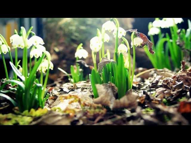 Amazing Nature Full HD 1080p :Time Lapse