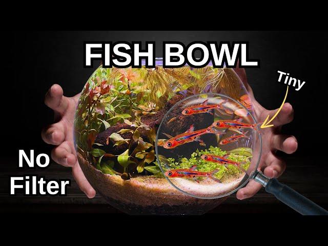 How To Make A No Filter Fish Bowl Aquarium