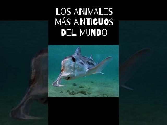 Los animales más antiguos del mundo  #medusa #tiburon #esponja #cucaracha #animales #viral #shorts