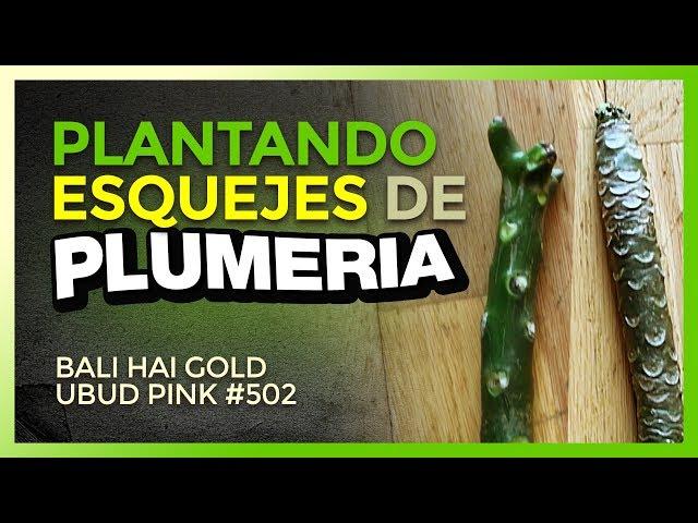 ¡Cómo plantar ESQUEJES de PLUMERIA - Técnica clásica #plumerimax