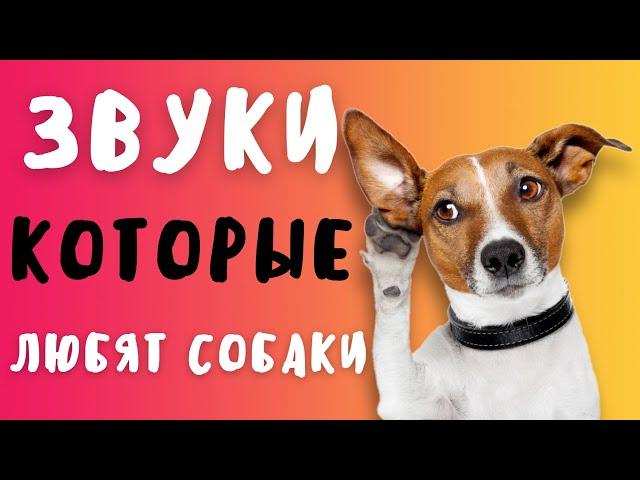 ЗВУКИ КОТОРЫЕ НРАВЯТСЯ СОБАКАМ  | ПРАНК НАД СОБАКОЙ | ТЕСТ НА ОХРАННИКА ЧЕЛЛЕНДЖ