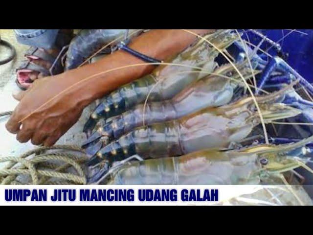 7 Umpan Mancing Udang Galah Paling Ampuh