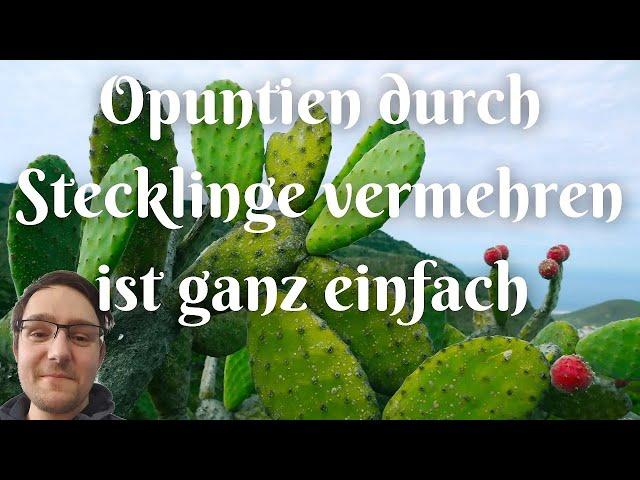 Feigenkaktus durch Stecklinge vermehren ist ganz einfach