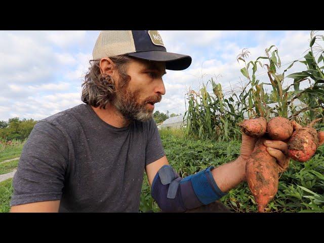 When to Harvest + How to Cure Sweet Potatoes