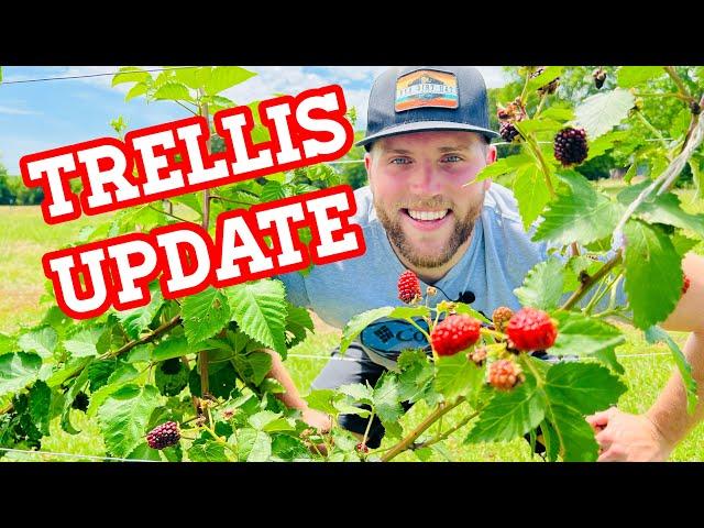 BLACKBERRY Trellis UPDATE