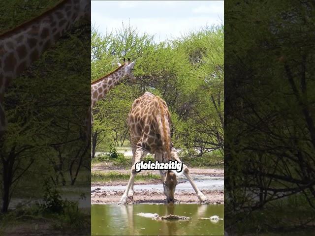 Der Aussichtsturm auf 4 Beinen #giraffe #savanne #tierwissen #tiere