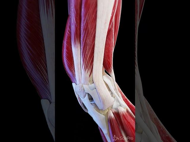 Muscles and ligaments of the moving knee joint  #anatomy #meded #3dmodel