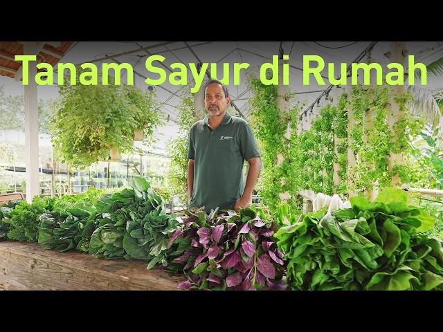 Founder 'Raja Lawak' Tanam Sayur Di Belakang Rumah | Homegrown Farms