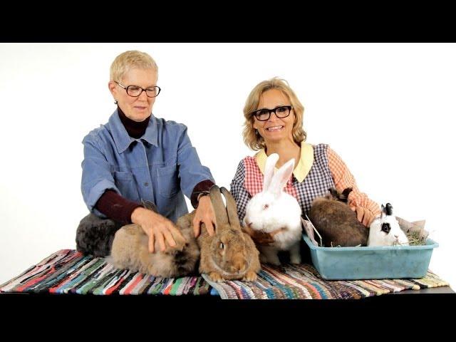 Which Rabbit Breed Is Best? | Pet Rabbits