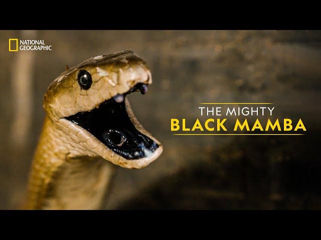 The Mighty Black Mamba | Legends of Venom | हिन्दी | National Geographic