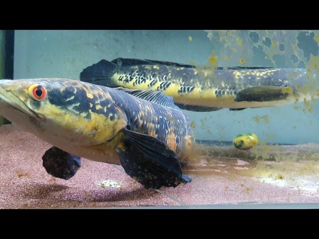 Emperor Snakeheads 65 to 70cm