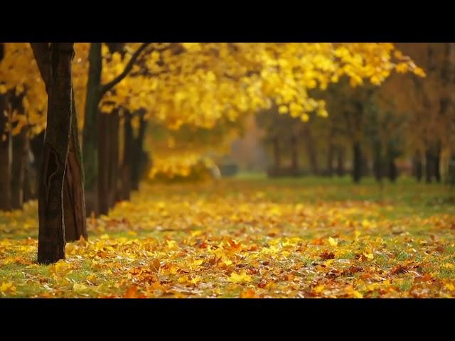 no copyright background nature video no sound no music - free stock footage