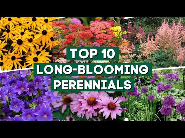 10 Long Blooming Perennials for a Colorful Garden   // PlantDo Home & Garden 