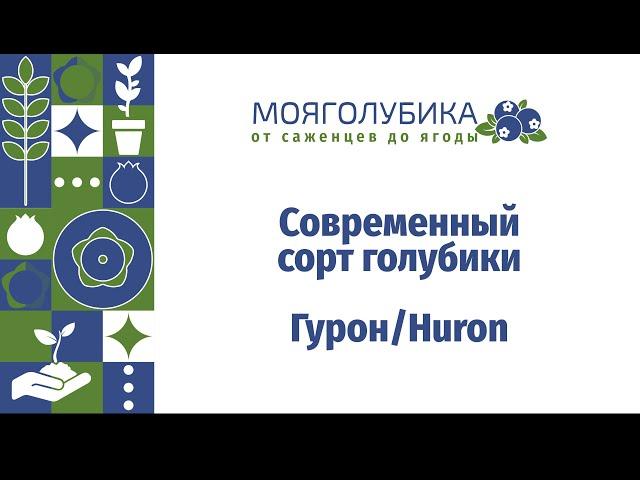 Голубика Гурон/Huron