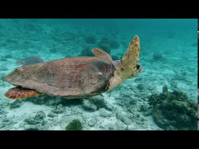 Marine Life - Aqua Life - Ocean Life