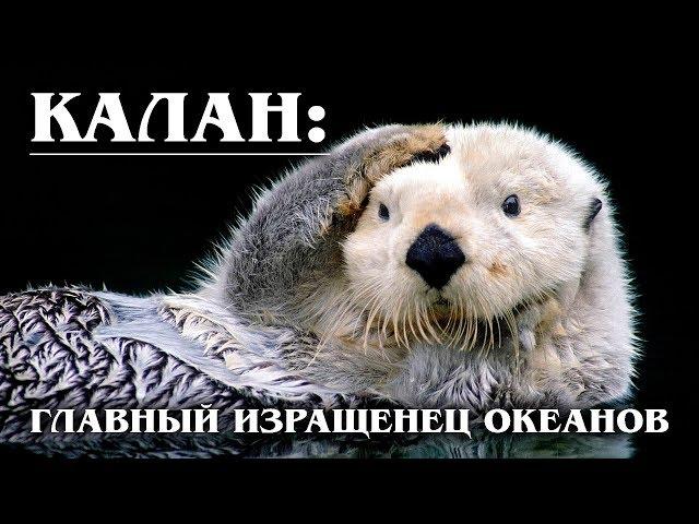 KALAN: The largest and smartest sea otter