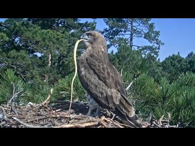 Àguila marcenca dels Ports (28.07.2024) - Serp tres minuts 