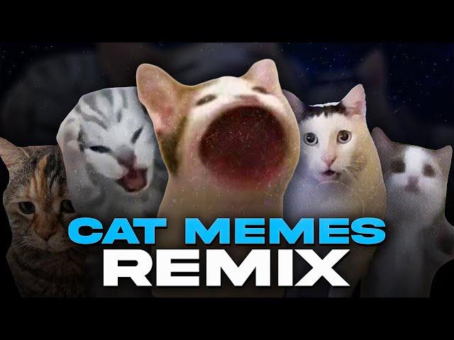 ALL CAT MEMES REMIX