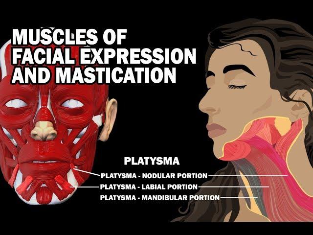 MUSCLES OF FACIAL EXPRESSION AND MASTICATION