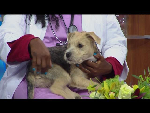 Dr. Danielle Spencer explains what bumps and lumps on your dog could mean