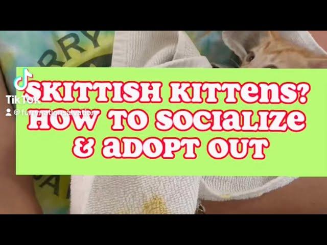 How to socialize kittens & adopt out!