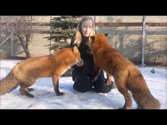 Find 5 differences between Vasilisa the Fox and Foxie