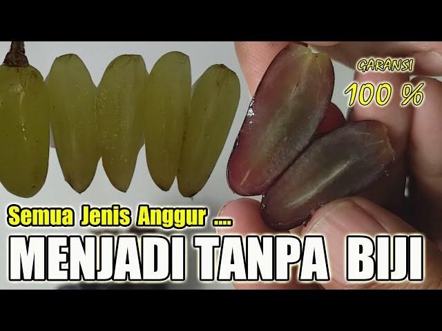 AJAIB !! CARA MEMBUAT ANGGUR TANPA BIJI (SEEDLES). Semua Jenis Anggur Akan Hilang Bijinya.