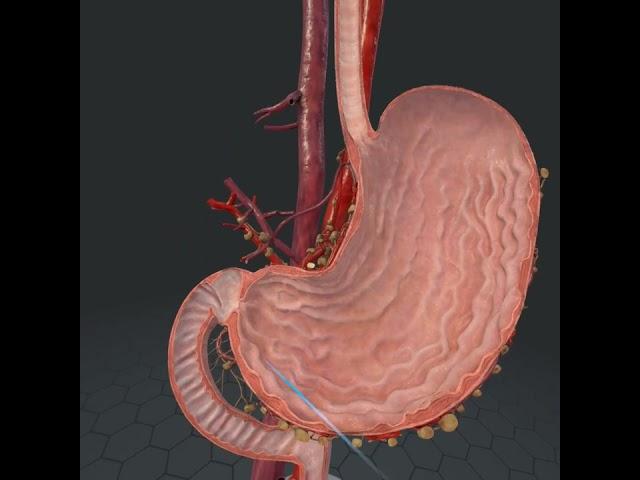 Строение желудка внутри и снаружи VR (ЕГЭ/ОГЭ)