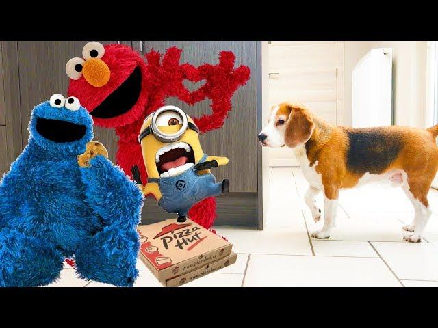 Funny Dogs get Surprised Compilation  : Louie The Beagle