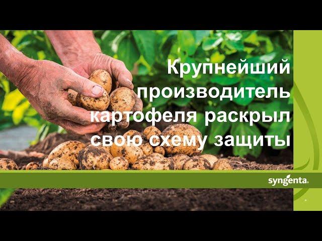 Крупнейший производитель картофеля делится схемой защиты с применением СЗР «Сингенты»