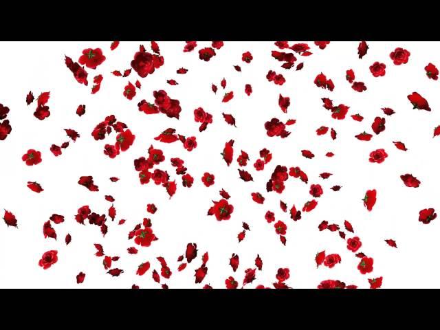 Falling Flowers Animation-Roses White Screen Background