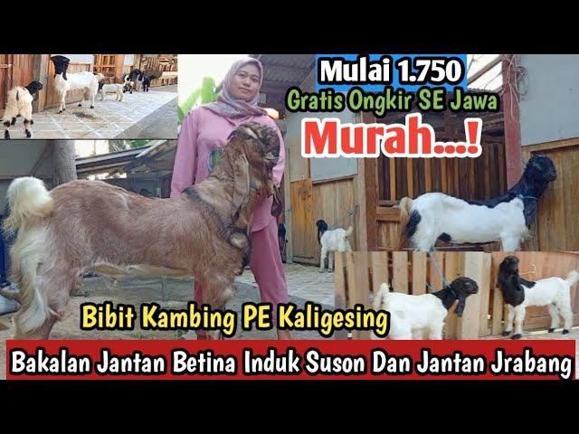 Murah..!! 1.750 GRATIS ONGKIR SE JAWA Kambing PE Kaligesing#bibitkambing #kambingpe #pertenakan