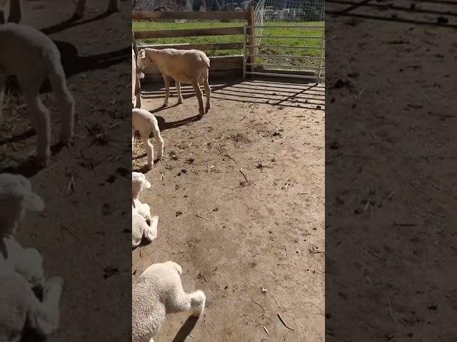 Swiss  #shorts #shortvideos #viral #video #swizterland #swissbeauty #sheep #farming #beauty