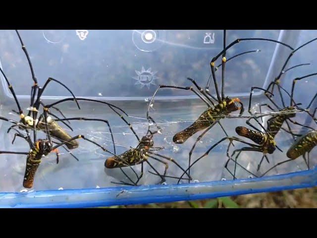 It only exists in the tropics, catching and observing Asian spiders