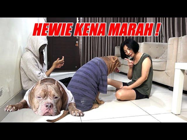 Hewie Pitbull Kena Masalah  | Drama Anjing Lucu #hewiepitbull