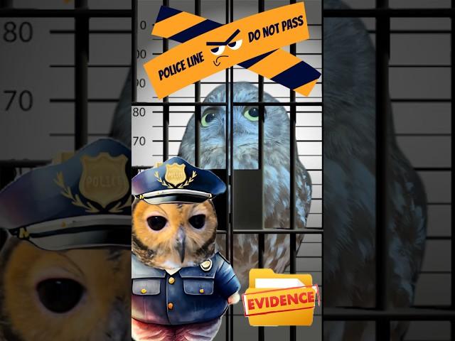 Detective Bibib the Owl‼️️