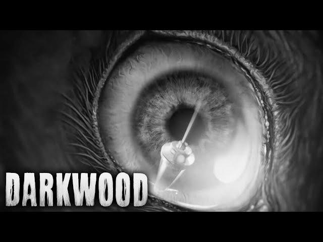 Darkwood - Official Launch Trailer | Survival Horror